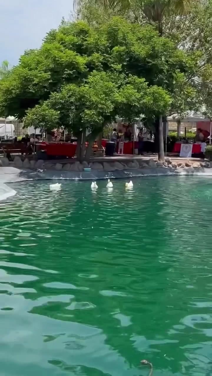 Mercado CEIBA